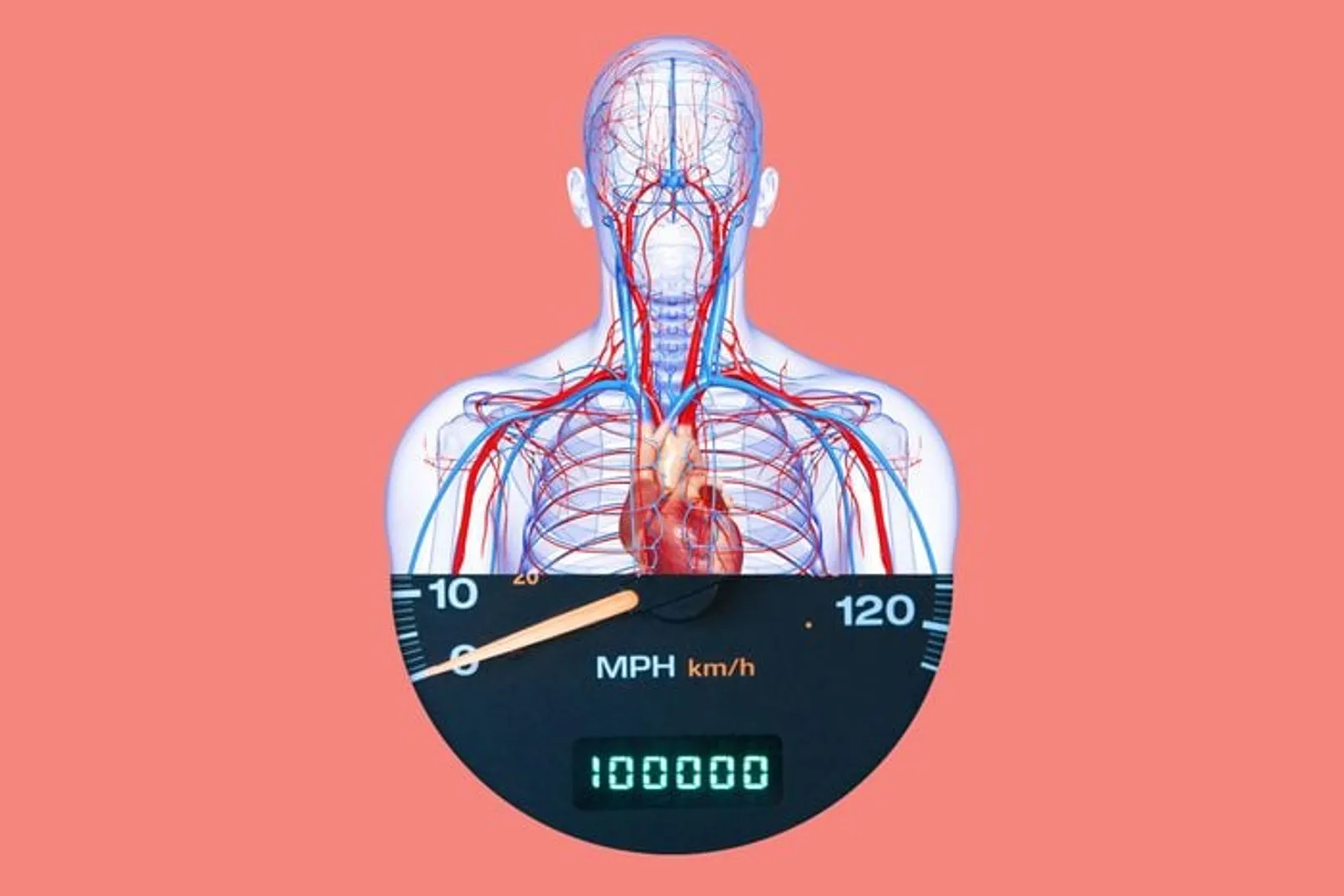 Fact: The circulatory system is more than 60,000 miles long