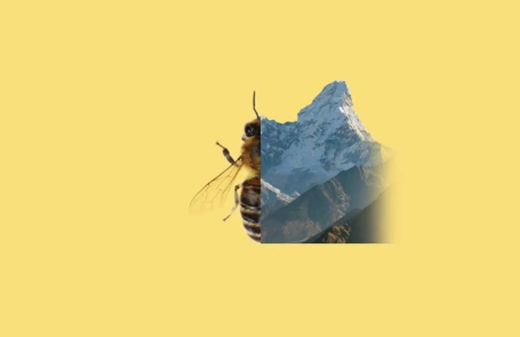 🐝🌍 Bees Can Fly Higher Than Mount Everest! 🏔️