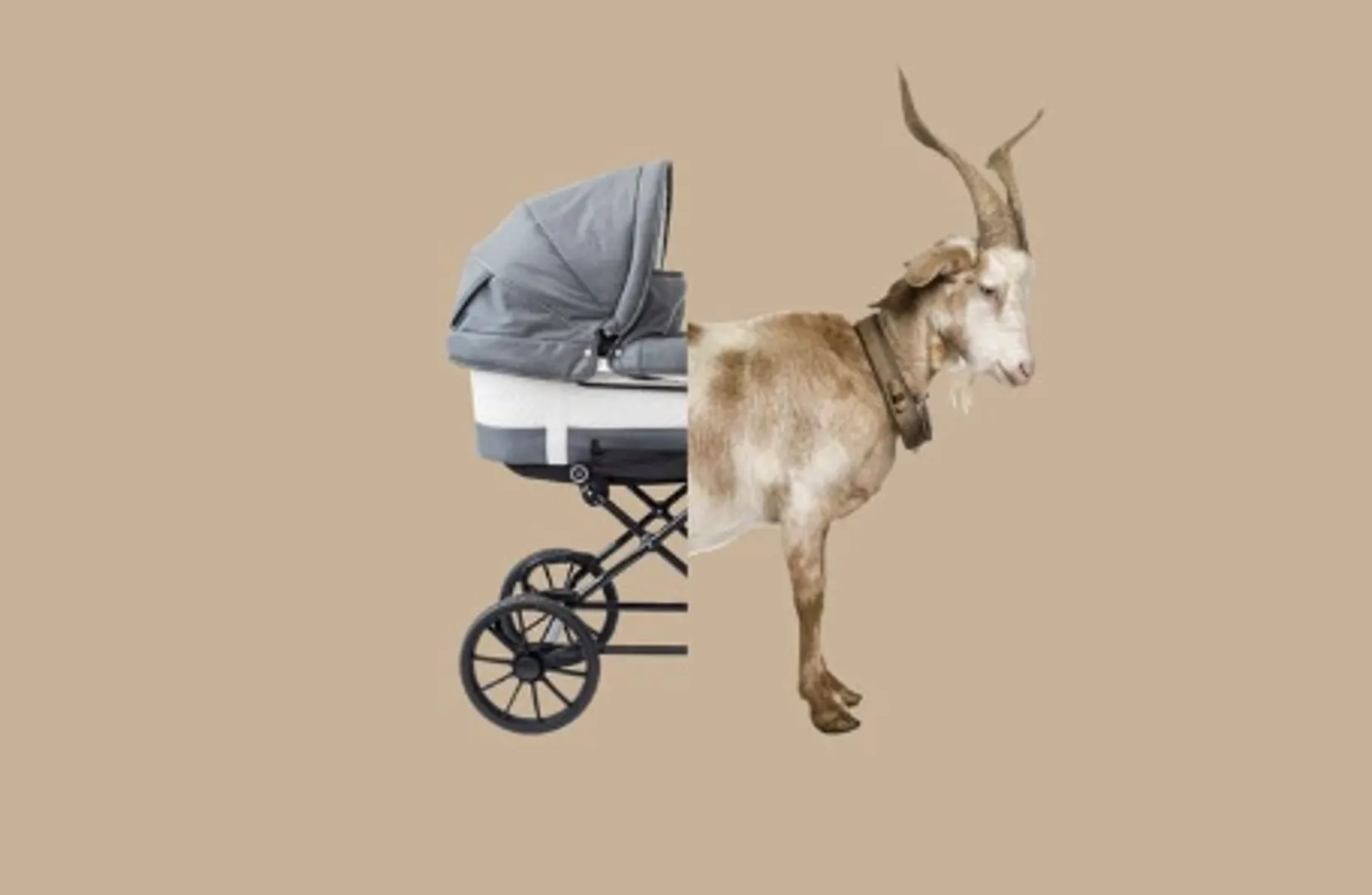 🐐 The First Stroller Was Designed to Be Pulled by a Goat! 👶🚶‍♀️