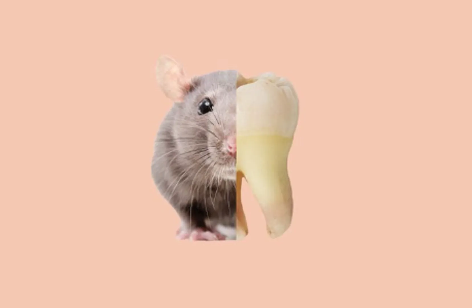 🐭 Ancient Egyptians Used Dead Mice for Toothaches! 😱