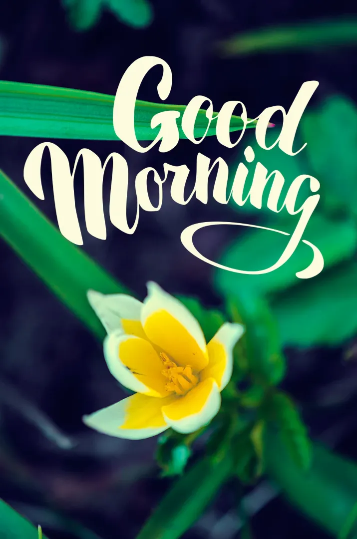 Good Morning - Flower