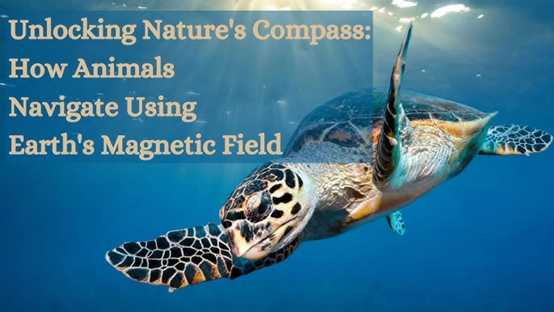 🐢 Animal GPS Powered by Earth’s Magnetism 🧭✨